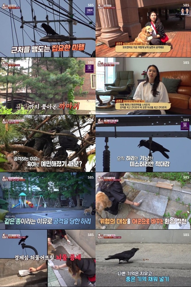 TV 동물농장 1274회 하리의 산책길 막은 까마귀