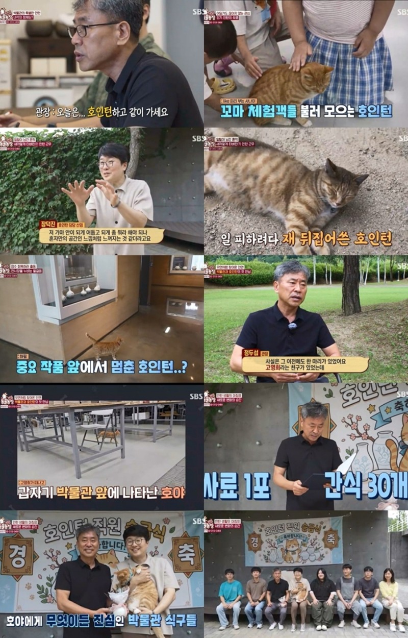 TV 동물농장 1291회 백자박물관의 인턴 호야의 승진 도전기