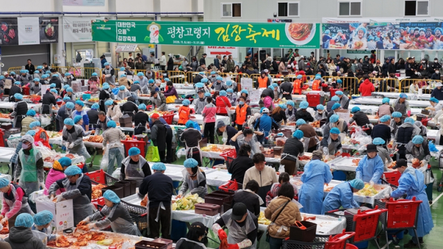 평창 고랭지 김장축제 11월 4일 개막… 체험 물량 20% 확대