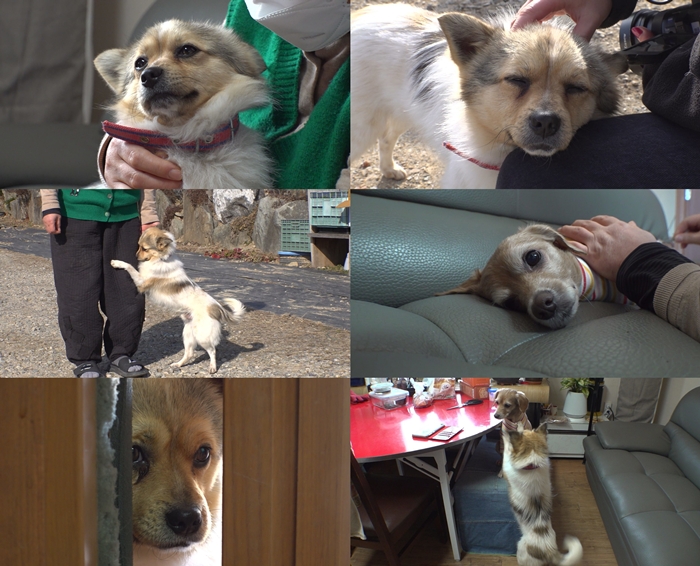 TV 동물농장 1261회 아주머니만 바라보는 ‘길동이’의 지독한 짝사랑