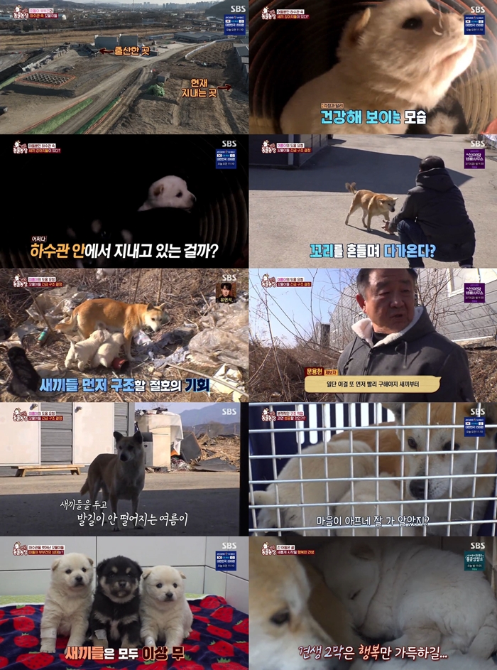TV 동물농장 1262회 새끼 살리려 사람에게 다가간 어미견, 감동의 하수관 구조 작전