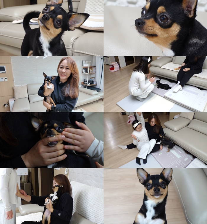 TV 동물농장 1263회 두 얼굴의 치와와 ‘탕후루’의 아슬아슬한 동거