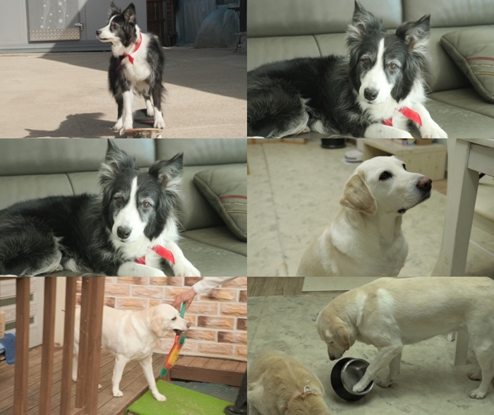 ‘세상에 나쁜 개는 없다’ 상위 1퍼센트 천재견의 비밀